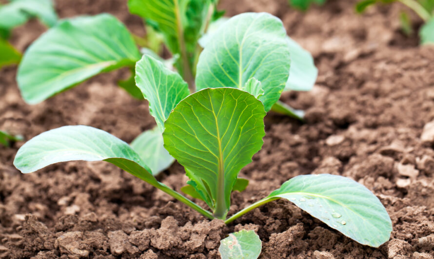 Zelf Groenten Kweken: Een Stap Richting Milieubesparing