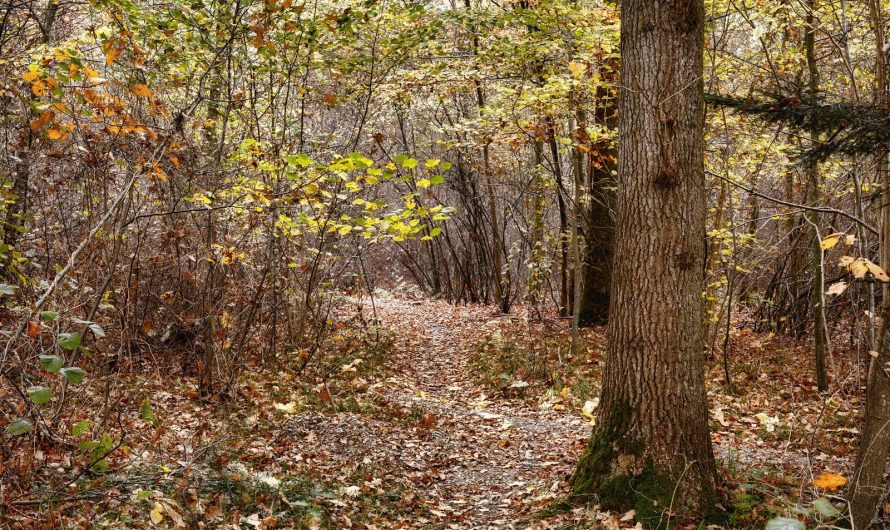 Duurzaam beheerd bos: Keurmerk voor hout verklaard